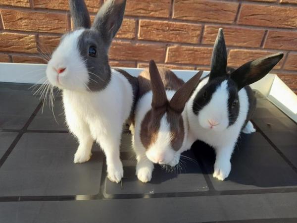 Image 1 of Baby Dutch Rabbits for Sale £20 (chocolate, blue, dutch)