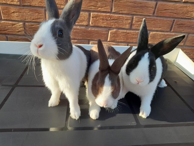 Preview of the first image of Baby Dutch Rabbits for Sale £20 (chocolate, blue, dutch).