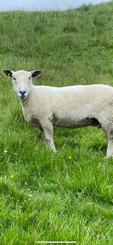 Image 3 of Friendly ex-show Ryeland ewes