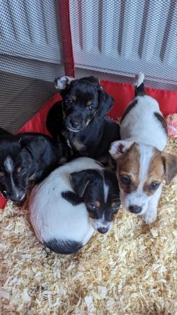 Image 4 of Tiny Jack Russell puppies 3  left