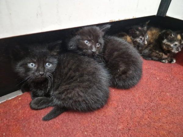 Image 7 of 9 weeks old kittens - 2 black males, 2 tortoiseshell females