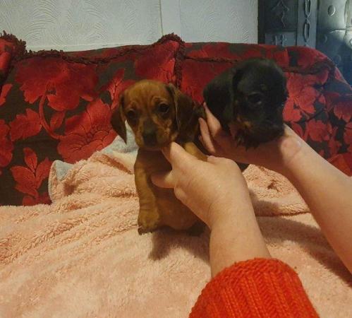 Image 7 of Miniature Dachshund for sale to loving home