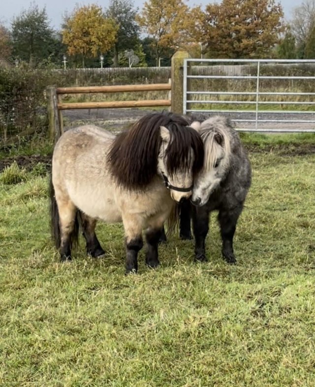 Preview of the first image of Licenced Shetland Pony stallion.