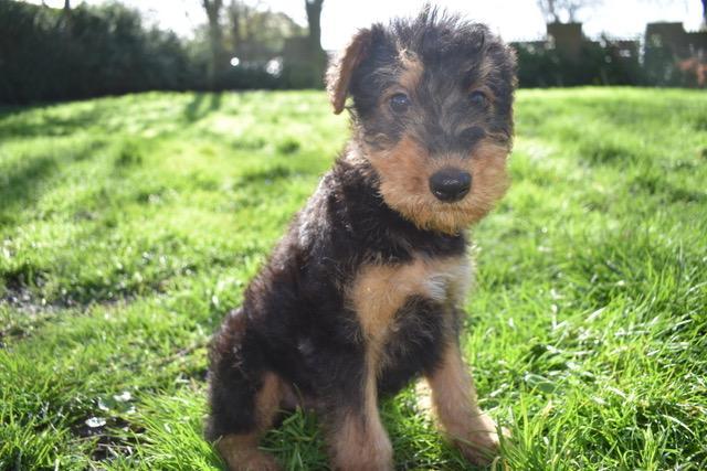 Image 2 of READY NOW!! KC Registered Airedale Puppies