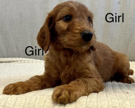 Image 9 of Out standing litter of Irish doodle puppies