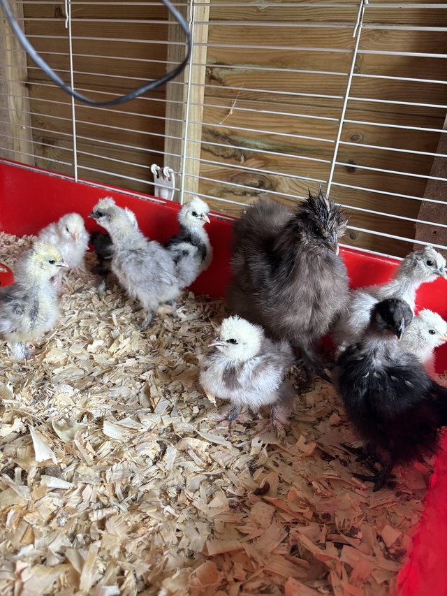 Preview of the first image of USA Silkie chicks collection.