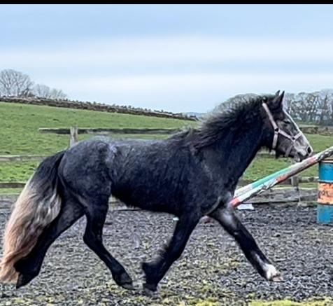 Preview of the first image of 13.2hh 4yr old Dapple Grey Connemara x Cob filly..