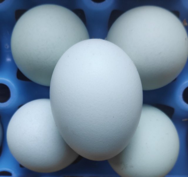 Preview of the first image of 6 Cream Legbar Hatching Eggs Blue Egg Autosexing.