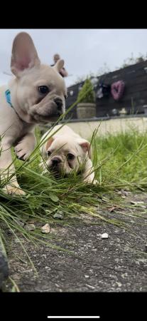 Image 5 of READY TO LEAVE FRENCH BULLDOG PUPPIES