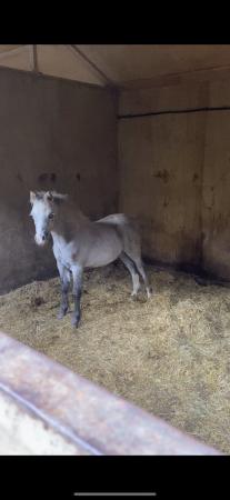 Image 1 of Welsh Section A pony for sale