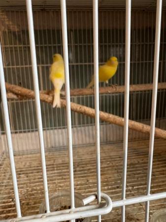 Image 3 of Canaries for sale beautiful happy healthy birds