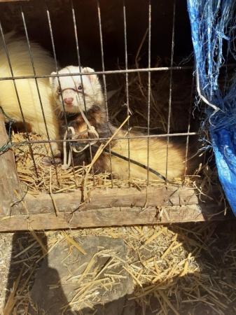 Image 5 of 2 year old male polecat ferret