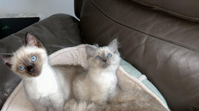 Image 7 of 12 week old male Seal Colourpoint Ragdoll kitten for sale