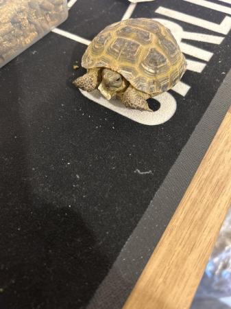 Image 1 of Horsefield tortoise about 2 year old 3 of them £100  all