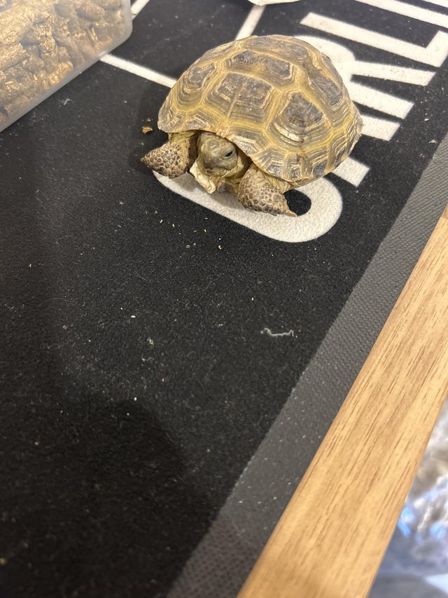 Preview of the first image of Horsefield tortoise about 2 year old 3 of them £100  all.