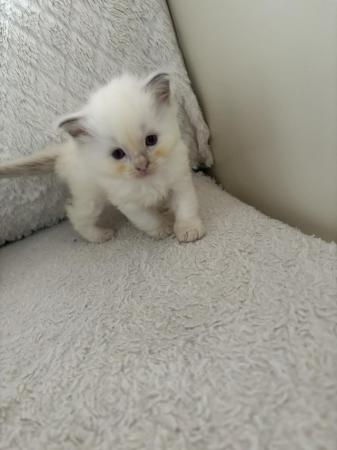 Image 13 of Last Beautiful male Ragdoll kitten for reservation
