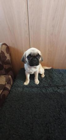 Image 1 of Puggle puppies. 2 females available. 12 weeks old. £700