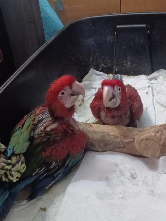 Image 4 of Handreared silly tame Greenwing Macaw chicks