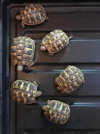 Image 5 of Hermanns Tortoise Hatchlings. Hatched 2023.