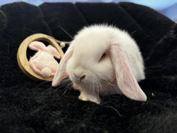 Image 4 of Mini Lop Baby Bunny Rabbits