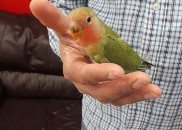 Image 3 of Rosy face( peach face) young lovebirds semi tame available