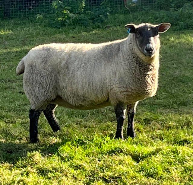 Preview of the first image of Suffolk Cross Ewe 4 year old for sale.