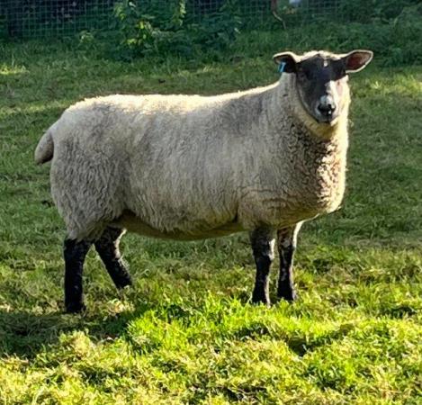 Image 1 of Suffolk Cross Ewe 4 year old for sale
