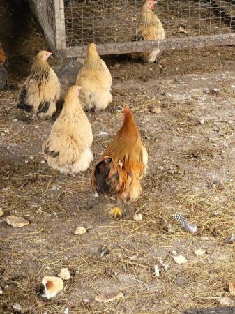 Image 1 of Pekin bantam trios 2 chickens and a cockerel.