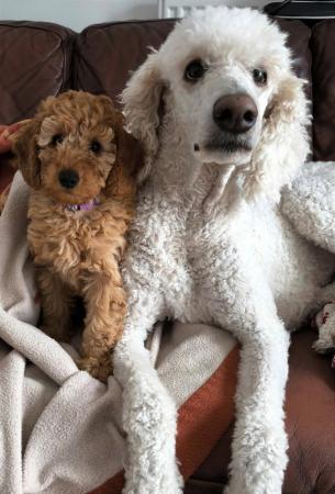Image 10 of MINIATURE POODLE PUPS READY TO GO!