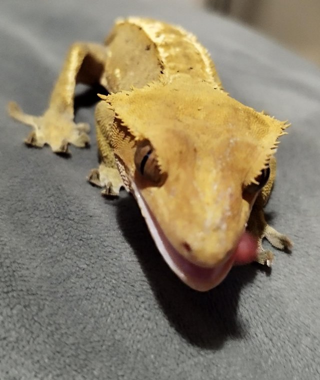 Preview of the first image of Female crested gecko juvenile Dalmatian yellow.