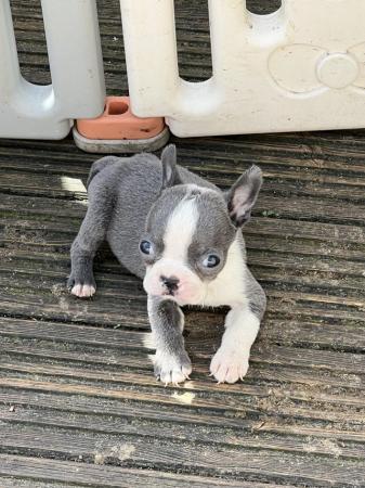 Image 2 of chunky rare colours full pedigree blue eyed Boston terriers