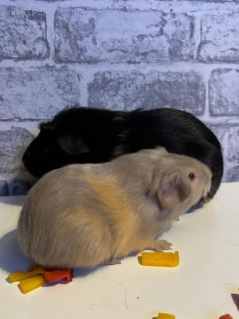 Image 1 of Baby girl Guinea pig looking for new home ready to go