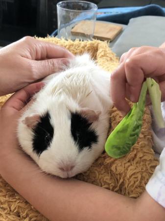 Image 2 of 2 adorable female guinea pigs for sale