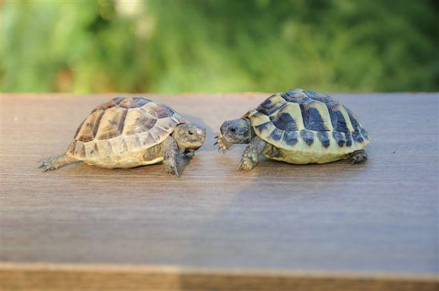Preview of the first image of Spur-thighed & Hermann's tortoises.