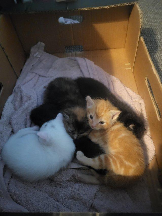 Preview of the first image of 2 litters available,5 kittens for sale ready june 6 kittens.