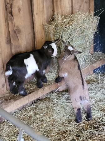 Image 1 of Pygmy goat nanny kids. Horned & disbudded available