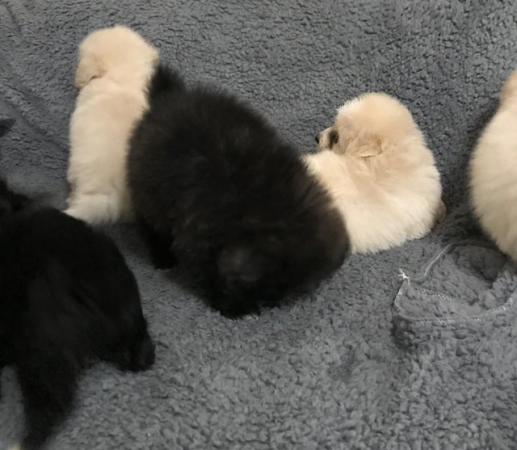 Image 12 of poodle x fully vaccinated puppies for sale