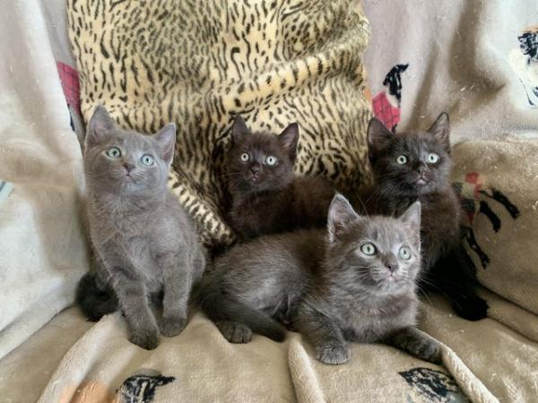 Image 3 of Beautiful Kittens for sale