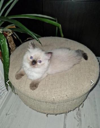 Image 1 of **READY NOW* *FEMALE Ragdoll Kittens