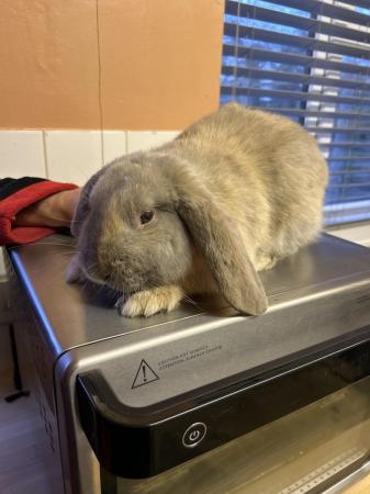Image 2 of Beautiful French lop x mini lop