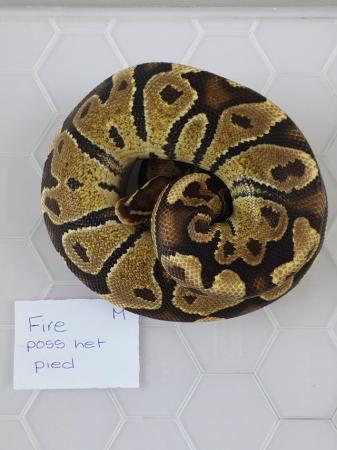 Image 4 of Juvenile royal/ball pythons available