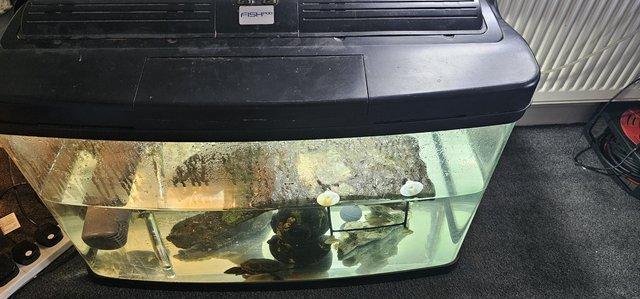 Image 1 of 2 turtles, with tank, food filter