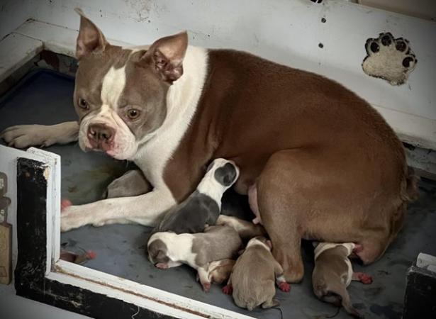 Image 6 of chunky rare colours full pedigree blue eyed Boston terriers