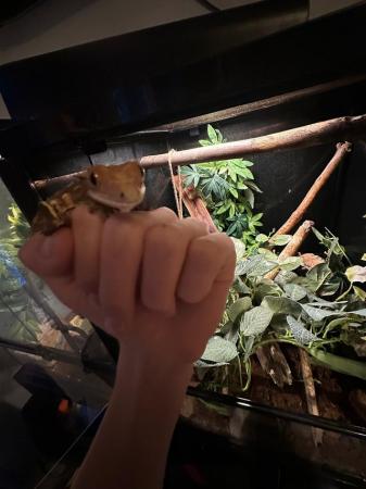 Image 1 of Crested gecko and Vivarium for sale