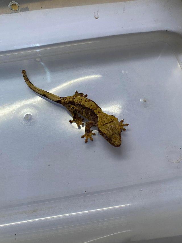 Preview of the first image of Harlequin Dalmatian crested gecko £70.