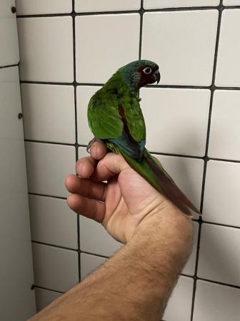 Image 3 of Hand Reared Baby Emma’s Conures £350 each