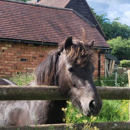 Image 2 of Black dartmpor type pony looking for new home