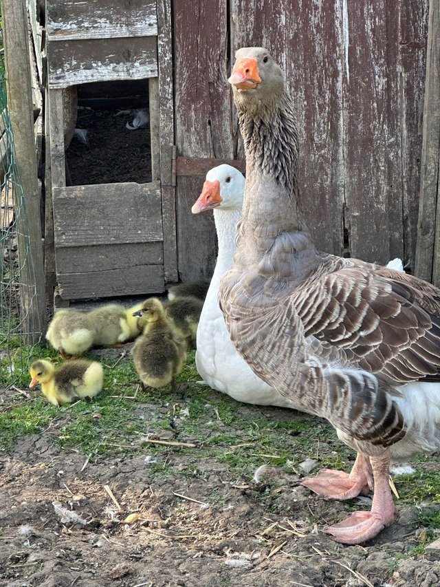 Preview of the first image of Sebastapols/Tolouse Geese Goslings.