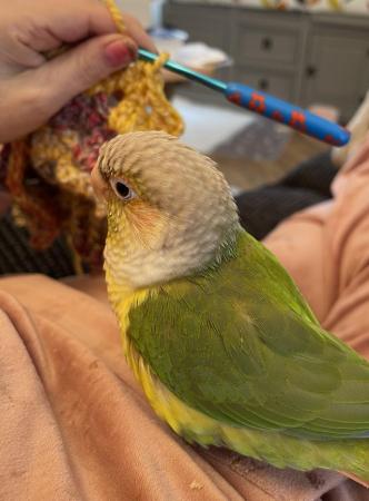 Image 1 of Male conure friendly with cage for sale  (sold)