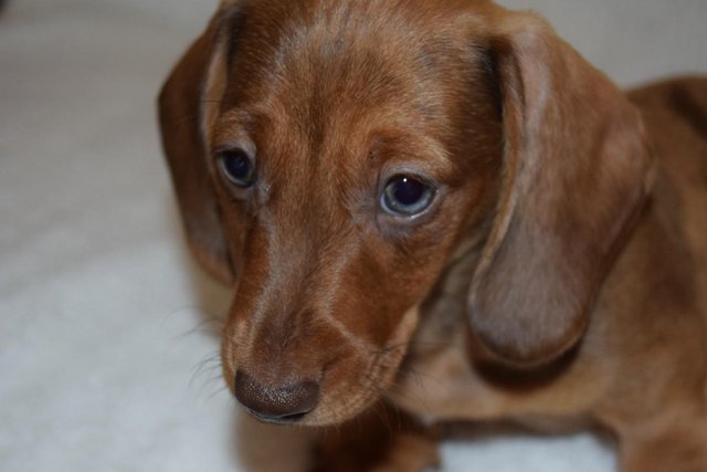 Image 13 of MINIATURE SMOOTH DACHSHUND PUPPIES